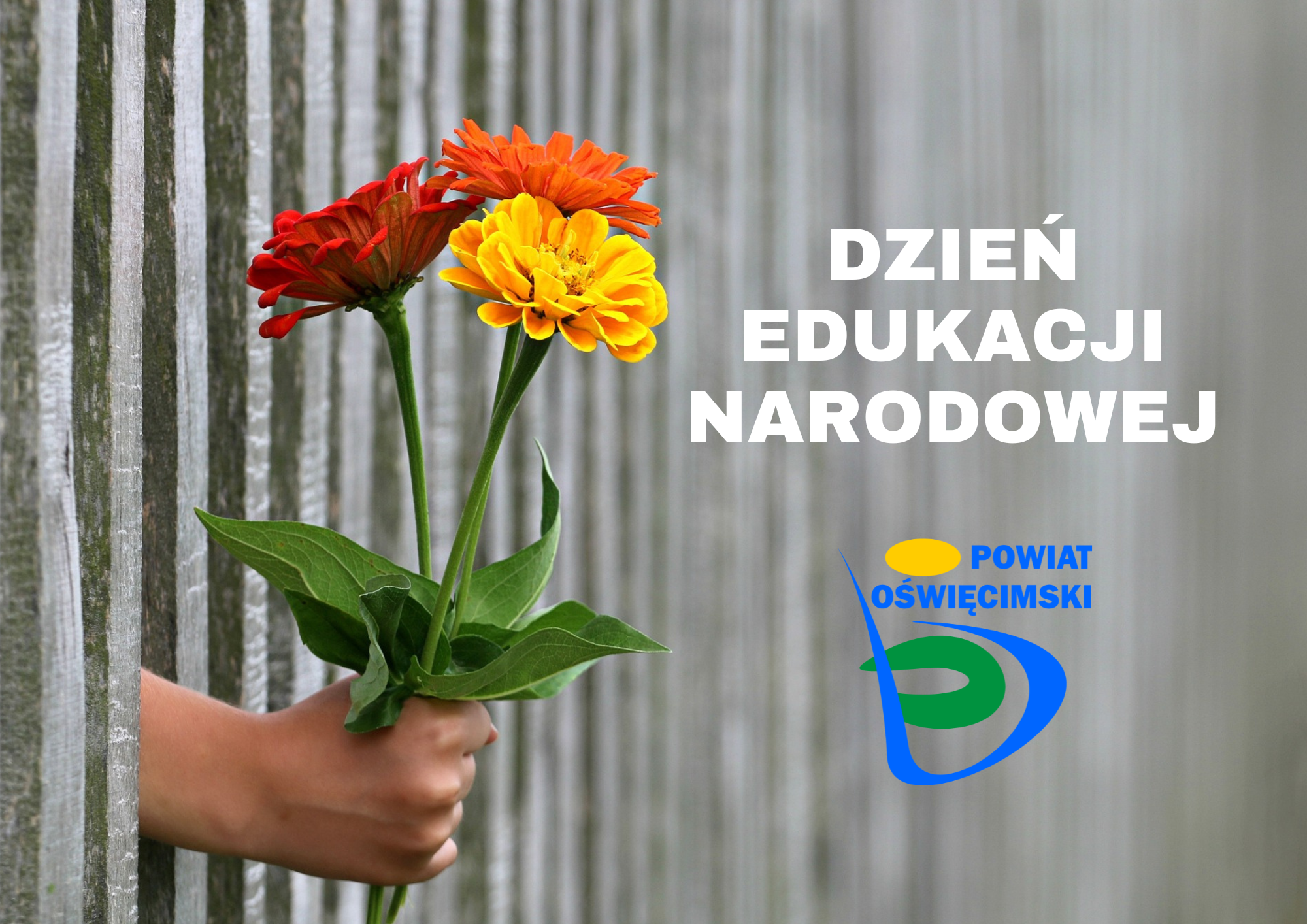Grafika, na której widać dłoń z trzema kwiatami, logo Powiatu Oświęcimskiego i napis Dzień Edukacji Narodowej.