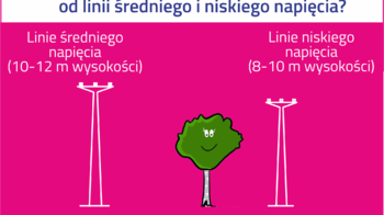 Obraz główny aktualności o tytule Drzewa pod liniami energetycznymi – czy należy je sadzić i jak o nie dbać? 