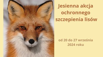 Obraz główny aktualności o tytule Jesienna akcja szczepienia lisów 