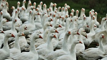 Obraz główny aktualności o tytule Znosi się obszar zagrożony wystąpieniem wysoce zjadliwej grypy ptaków 