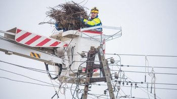 Obraz główny aktualności o tytule Energetycy zatroszczyli się o bocianie gniazda w naszym regionie 