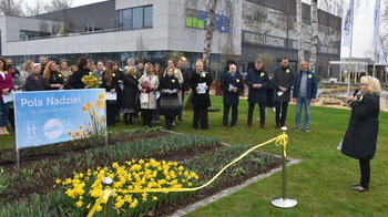 Obraz główny aktualności o tytule Żonkile dla darczyńców oświęcimskiego hospicjum 