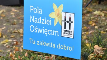 Obraz główny aktualności o tytule Żółte „Pola Nadziei” zakwitną na wiosnę 