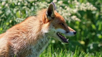 Obraz główny aktualności o tytule Akcja szczepienia lisów wolno żyjących przeciwko wściekliźnie 